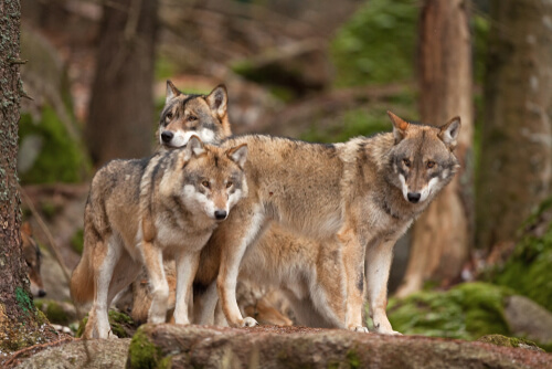 Manada de lobos