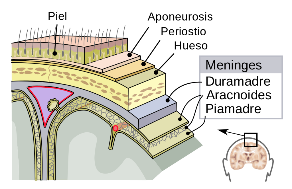 Meninges en el cerebro