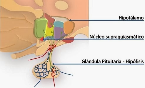 Nucleo supraquiasmático