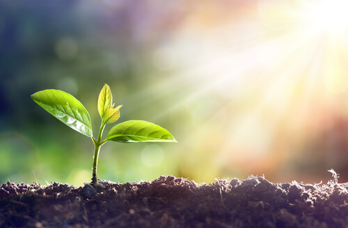 Planta creciendo