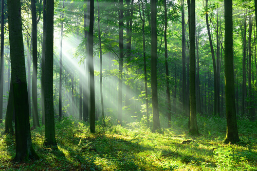 The forest as the place for Shinrin-yoku.