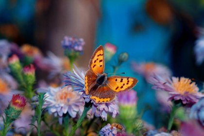 La flor más bella del jardín, una historia japonesa