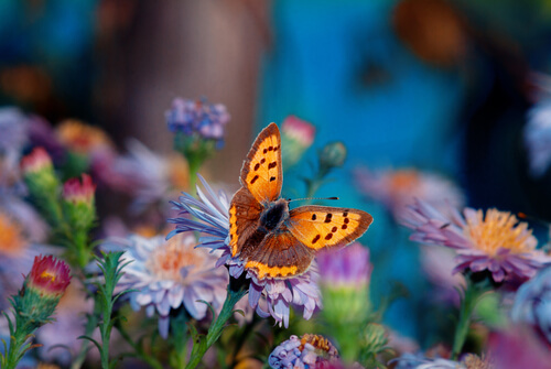 La flor más bella del jardín, una historia japonesa