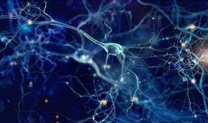 Neuronas von Economo: funciones y características