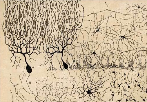 neuronas de Purkinje