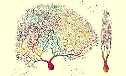 Neuronas de Purkinje, las enigmáticas células del cerebelo y el corazón