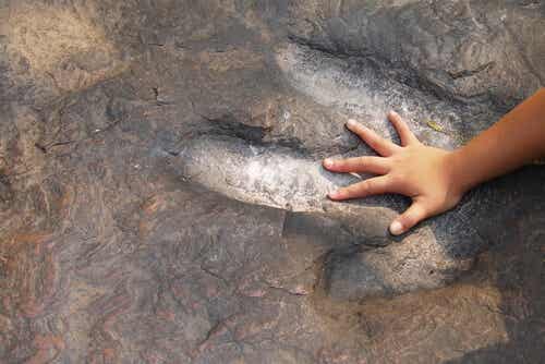 Niño poniendo mano en la huella de un dinosaurio