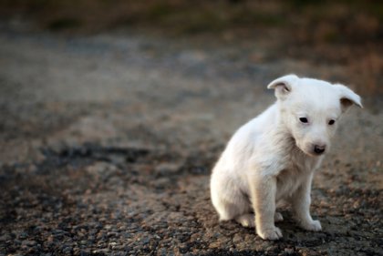 La consciencia de sufrimiento en animales
