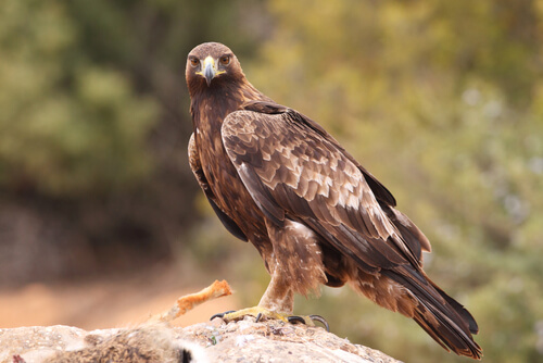 Águila