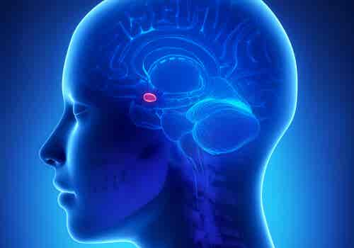 La amígdala cerebral y su relación con la ansiedad