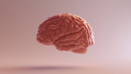 Corteza asociativa: características y funciones