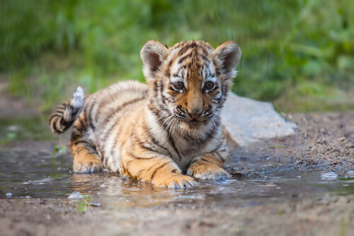 Cría de tigre