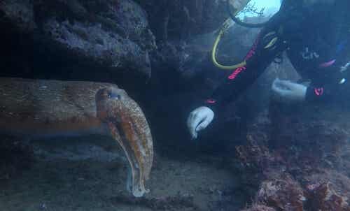 A diver touching a cuttlefish.
