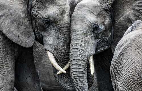 Dos elefantes juntos