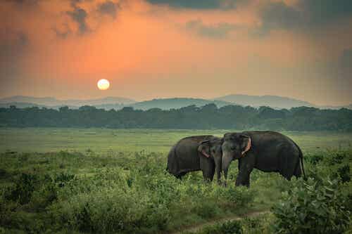 La tristeza de los elefantes, una historia real