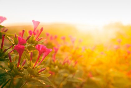 La historia de los dos ratones, un cuento sobre la soberbia