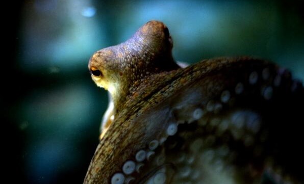 mirada demostrando la inteligencia de los pulpos
