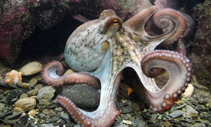 La inteligencia de los pulpos: un misterio fascinante