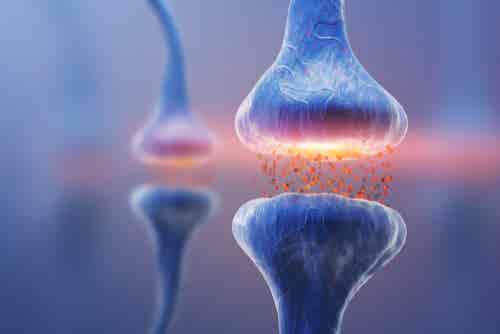 Tipos de sinapsis: la comunicación neuronal
