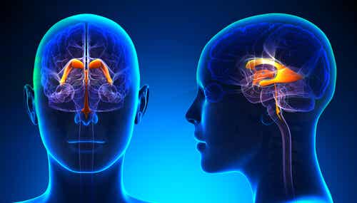 Sistema ventricular cerebral: características y funciones