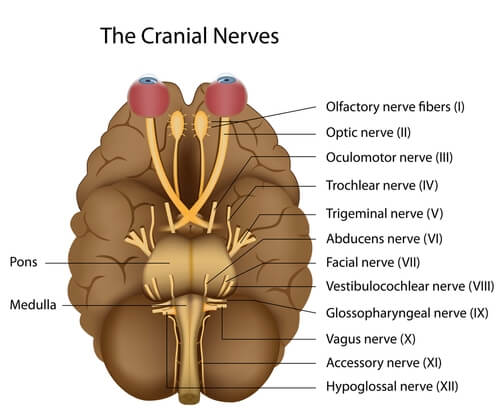 Cerebro con los pares craneales señalados