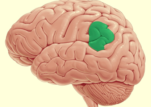 giro supramarginal derecho