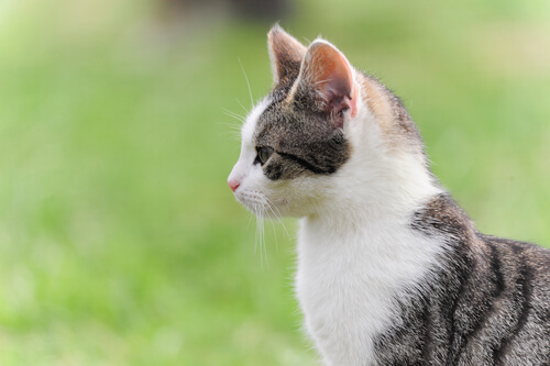 Gato de perfil