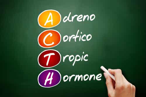 Hormona adrenocorticotropa