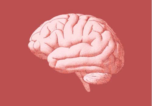 Ilustración de un cerebro