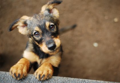 Mascotas rescatadas, ¿cómo elegir a tu mejor amigo?