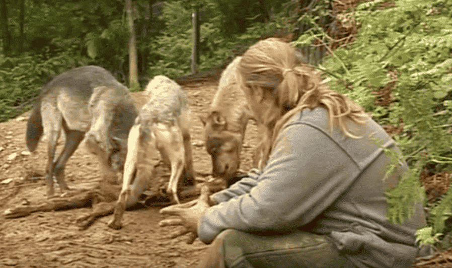 Shaun Ellis con lobos