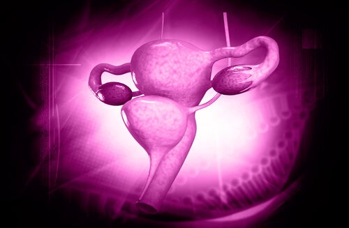Sistema reproductor femenino en color morado