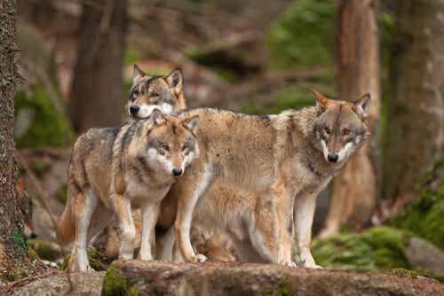 Tres lobos