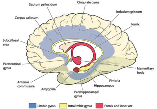 Cerebro con el giro cingulado señalado