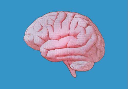 Cerebro sobre fondo azul