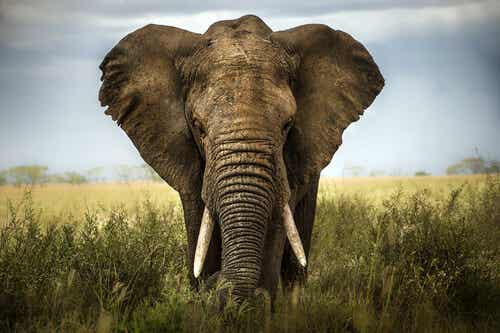 Los seis sabios ciegos y el elefante: un cuento para valorar las opiniones de los demás