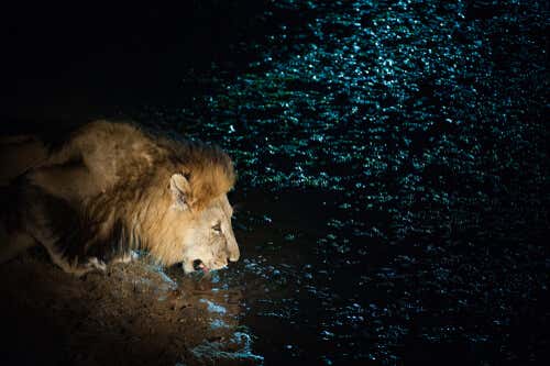 León bebiendo agua