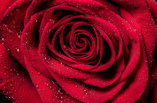 Rosa roja