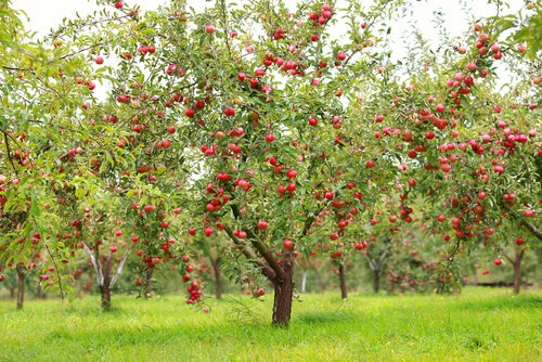 Árbol con manzanas