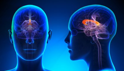 Cuerpo calloso: funciones y lesiones