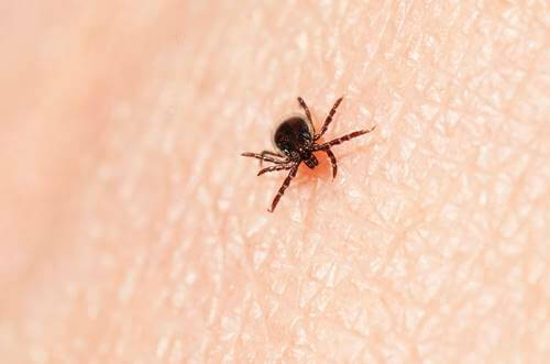 garrapata que transmite la enfermedad de Lyme