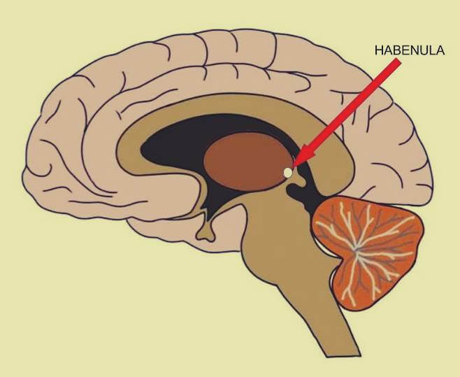 habénula cerebral