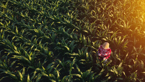 Hombre en el campo
