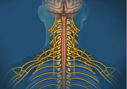 Sistema nervioso somático: características y funciones