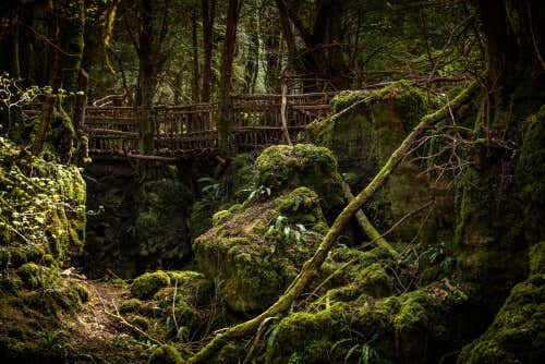 Bosque con un puente