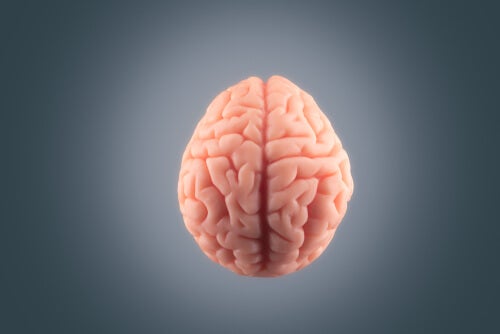 ¿Qué le sucede al cerebro antes de morir?