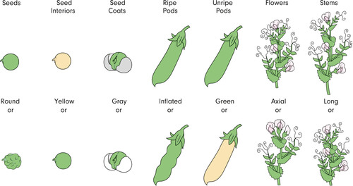 Evolución de guisantes para explicar las leyes de Mendel