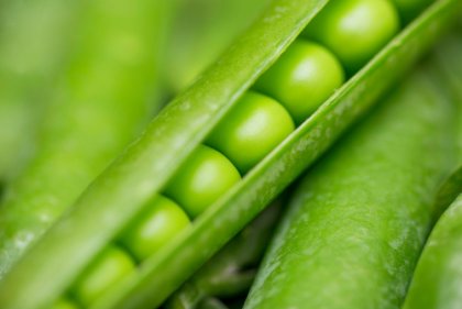 Leyes de Mendel: enseñanzas y ejemplos