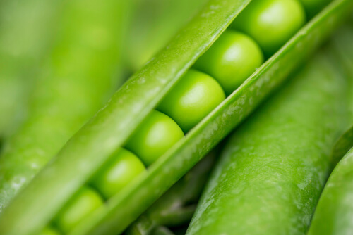 Leyes de Mendel: enseñanzas y ejemplos