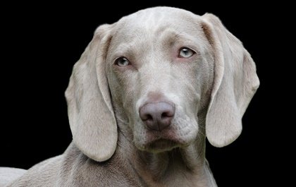 Los animales también tienen personalidad